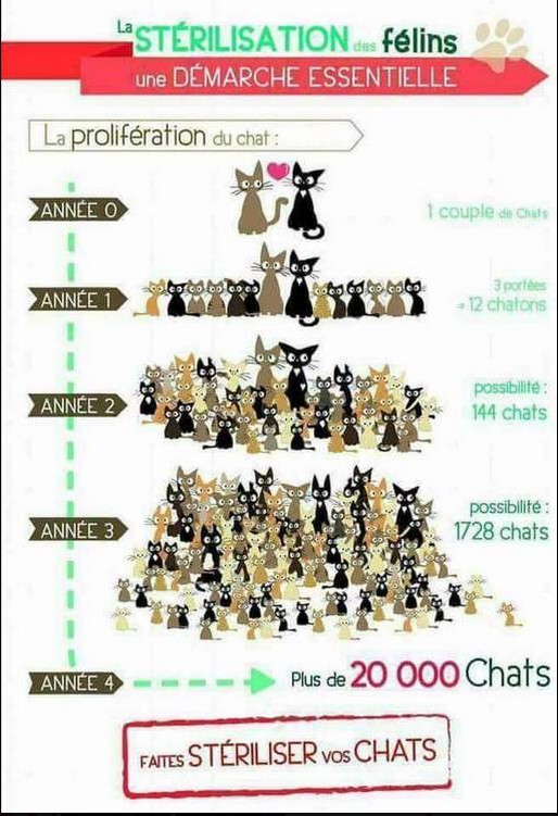 chat tarbes